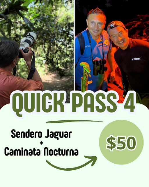 Pack Sendero Jaguar y Caminata Nocturna en Tortuguero