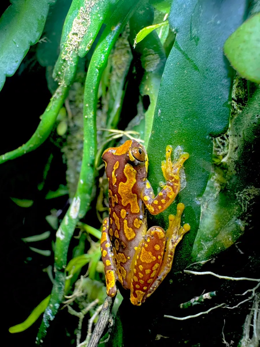 Caminata Nocturna - Tortuguero 3