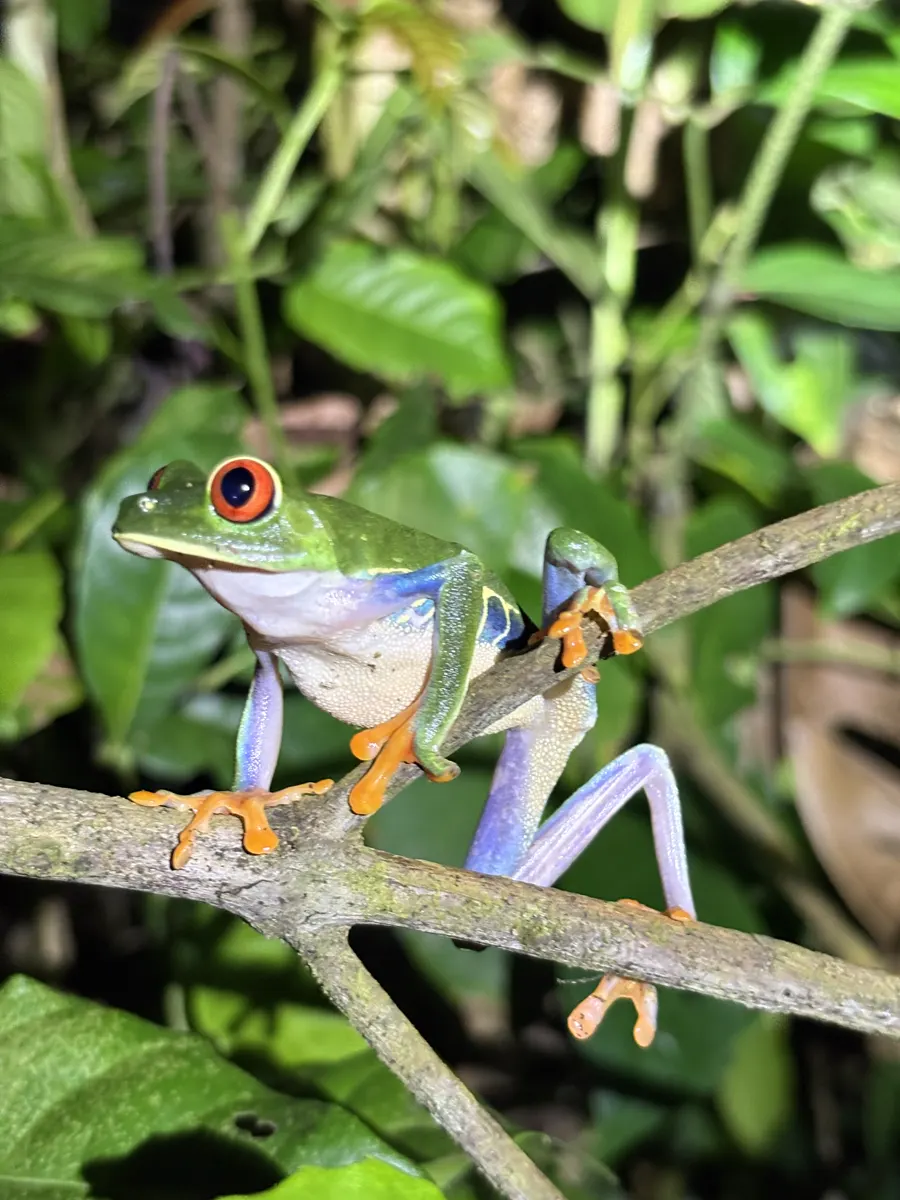 Caminata Nocturna - Tortuguero 2